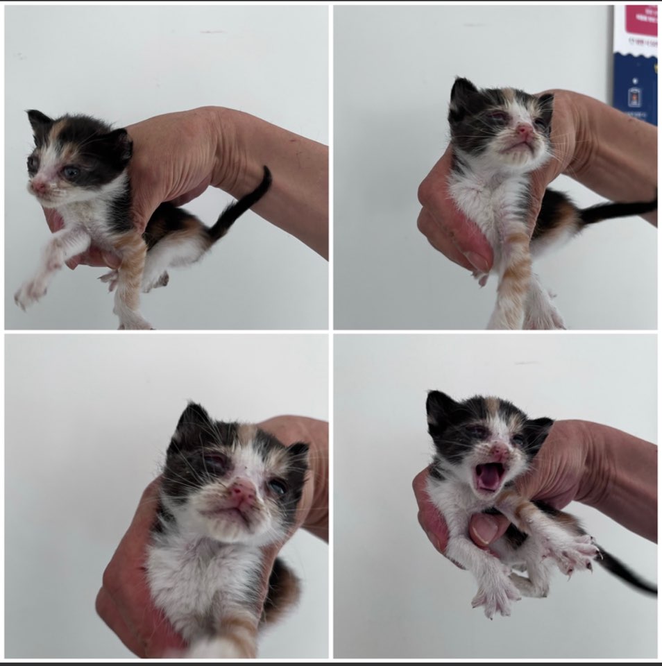 천안시유기동물보호소_444449202301093